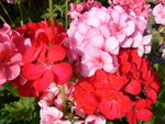 Rose Geranium